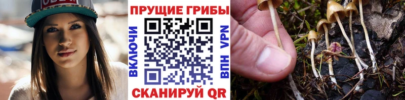 дарк нет телеграм  Пошехонье  Псилоцибиновые грибы Magic Shrooms 
